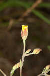 Pine barren frostweed